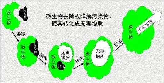 微生物修復(fù)技術(shù)在農(nóng)藥污染土壤修復(fù)中的應(yīng)用